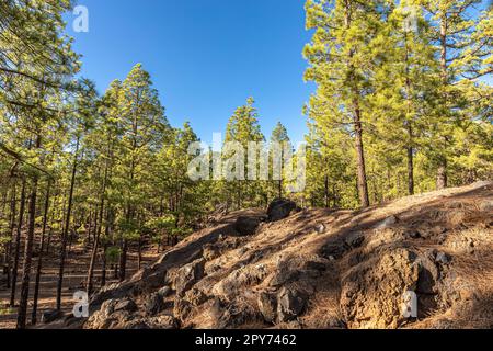 Canary pine trees in Corona Forest National Park, Canary Islands Tenerife, Spain Stock Photo