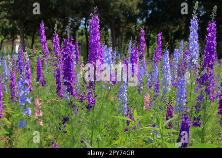 The photo was taken in the city garden of Odessa. The picture shows a field of flowers in bright shades called Delphinium. Stock Photo