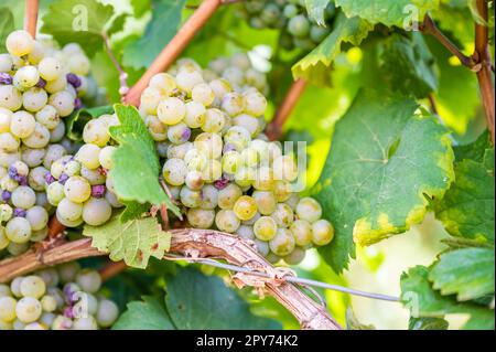 Close-up green yellow colored bunches of grapes hang on a vine plant in September before harvest, sunny day Stock Photo