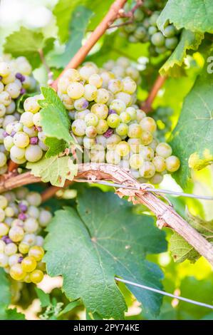 Close-up green yellow colored bunches of grapes hang on a vine plant in September before harvest, sunny day Stock Photo