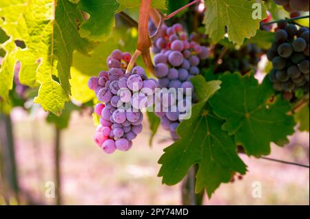 Bunch of beautiful purple blue grapes hanging on a vine plant on a vine yard during harvest season Stock Photo