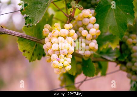 Bunch of beautiful yellow green grapes hanging on a vine plant on a vine yard during harvest season Stock Photo