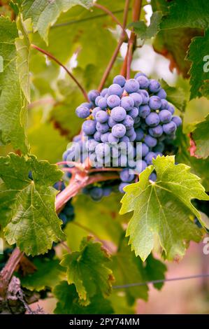 Bunch of beautiful purple blue grapes hanging on a vine plant on a vine yard during harvest season Stock Photo