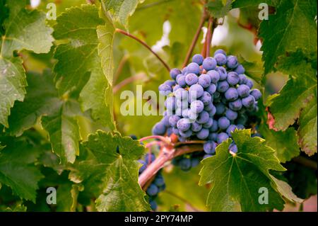 Bunch of beautiful purple blue grapes hanging on a vine plant on a vine yard during harvest season Stock Photo