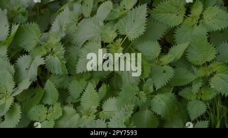 Stinging nettle. A bunch of nettle in the forest Stock Photo