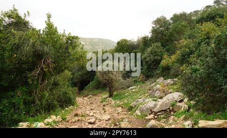 Landscape in Nahal (creek) Oren, at the west side of Mount Carmel Stock Photo