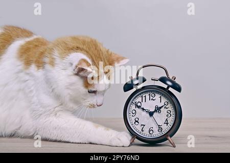 Cute tabby cat playing with a retro alarm clock on the table. Stock Photo