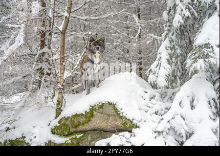 Akita Inu dog with gray fur standing on a rock with snow during winter, looking at camera Stock Photo