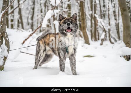 Cute Akita Inu Dog with gray orange fur looking at camera with open mouth, standing in the snow during winter with forest in background Stock Photo