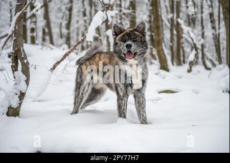 Cute Akita Inu Dog with gray orange fur looking at camera with open mouth, standing in the snow during winter with forest in background Stock Photo