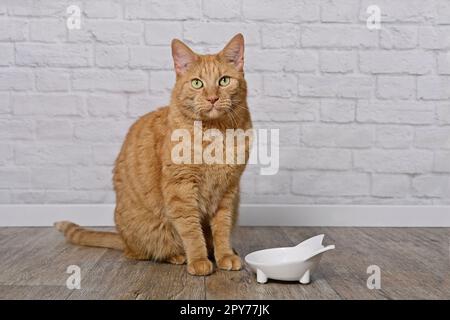 Cute ginger cat beside a food bowl looking at camera and waiting for food. Stock Photo