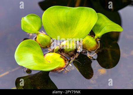 Green lake and marsh plants in the park in San Jose Costa Rica. Stock Photo