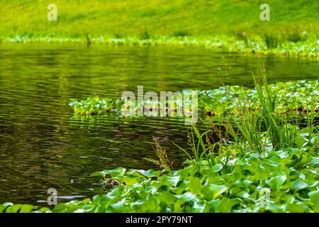 Green lake and marsh plants in the park in San Jose Costa Rica. Stock Photo