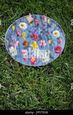 Spring Seasonal Flowers On Mirror. Grass Background And Blue sky Reflected in Mirror Stock Photo