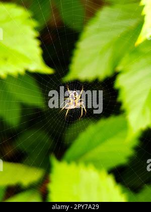 Yellow garden spider Argiope black-and-yellow in the web Stock Photo