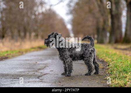 small black schnauzer on a walk on an alley in the park Stock Photo