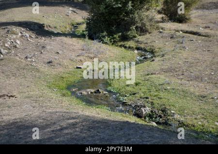 A small stream flows through a green meadow in the mountains. Stock Photo