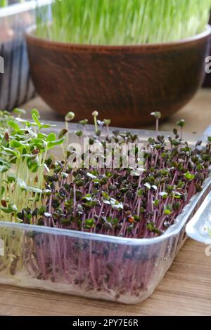 Growing different microgreens and green onions on the windowsill at home in sunlight. Stock Photo