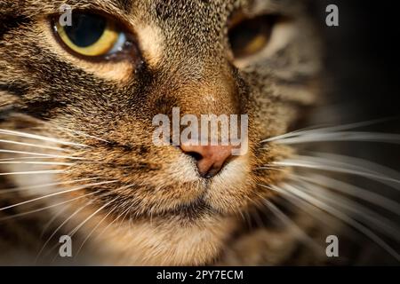 Portrait of a house cat, a cat with reddish-brown fur. Stock Photo