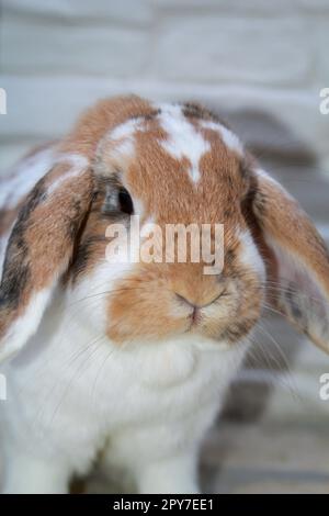 Portrait of a small dwarf rabbit, a ram. Stock Photo