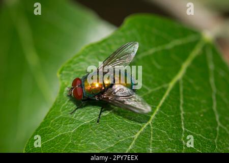Gold fly unbest lucila spec hi-res stock photography and images - Alamy