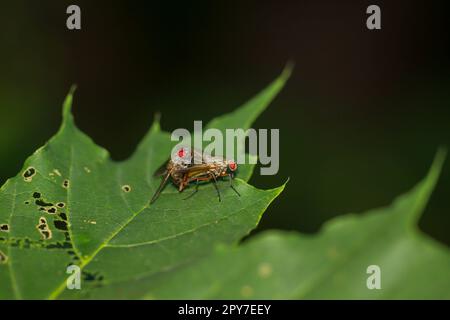 Two flies, real fly mating on a leaf. Stock Photo