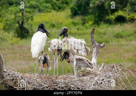 Close-up of a high Jabiru nest with four juvenile Jabirus waiting for feeding by an adult, against green background, Pantanal Wetlands, Mato Grosso, B Stock Photo