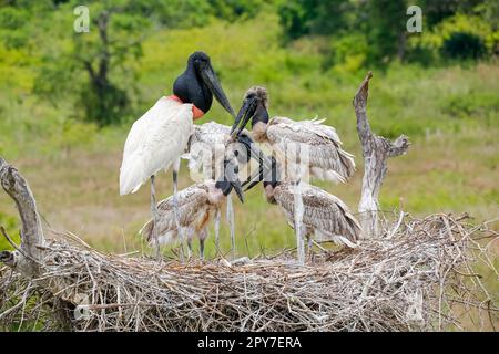 Close-up of a high Jabiru nest with four juvenile Jabirus waiting for feeding by an adult, against green background, Pantanal Wetlands, Mato Grosso, B Stock Photo