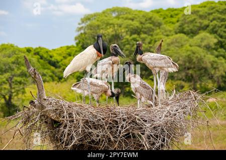 Close-up of a high Jabiru nest with four juvenile Jabirus waiting for feeding by an adult, against green background and blue sky, Pantanal Wetlands, M Stock Photo