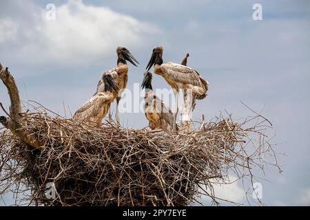 Close-up of a Jabiru nest with four juvenile birds standing and sitting against blu sky and clouds, Pantanal Wetlands, Mato Grosso, Brazil Stock Photo