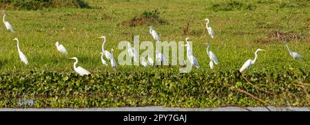 Panorama of Great white egrets and White-faced whistling ducks in a green meadow on water edge, Pantanal Wetlands, Mato Grosso, Brazil Stock Photo