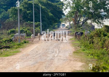 Cattle crossing the dirt Transpantaneiro road, an arriving  truck in the background, Pantanal Wetlands, Mato Grosso, Brazil Stock Photo