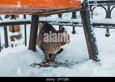 cat in the snow under the bench Stock Photo