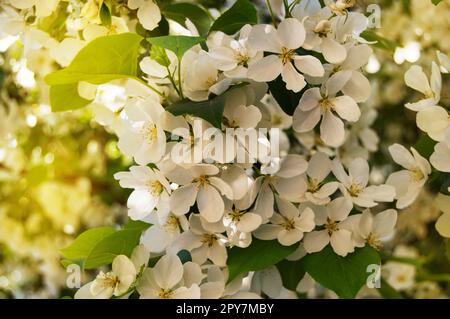 Beautiful background of blossoming Apple tree in spring garden. Selective focus sunlight and glare Stock Photo