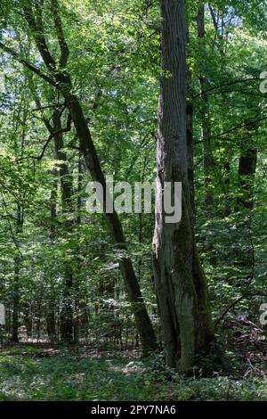 Old deciduous forest in summer midday landscape Stock Photo