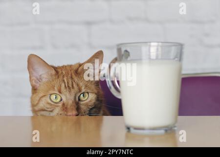 Cute ginger cat  looking curious to milk in a cup. Stock Photo