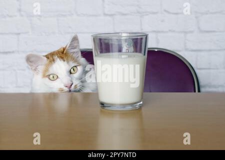Funny tabby cat  looking curious to milk in a cup. Stock Photo