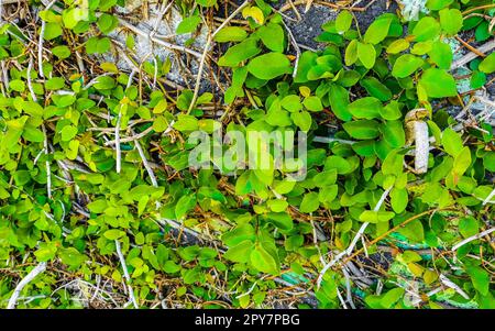 Wall completely full of tropical climbing plants in Mexico Stock Photo ...
