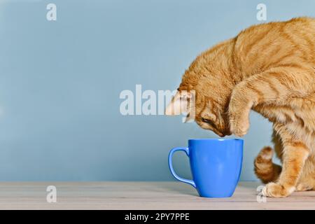 Cute ginger cat looking curious to a coffee cup on the table. Stock Photo