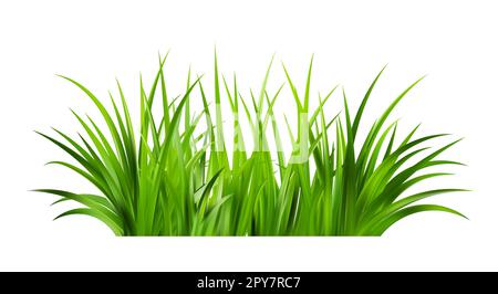 Realistic green grass. Bushes of fresh greens. Spring meadow. Stock Vector