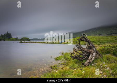 Tree trunk with roots and paddle boat on the edge of Ballynahinch Lake in Connemara Stock Photo