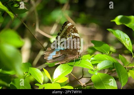 Beautiful marked brown, blue Butterfly perched on green leaves in sunshine ans shadow, Pantanal Wetlands, Mato Grosso, Brazil Stock Photo