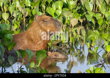 Close-up of a Capybara mother with a cute baby sun bathing in water between water hyacinths, Pantanal Wetlands, Mato Grosso, Brazil Stock Photo