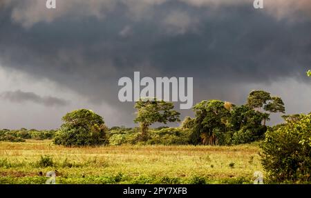 Sunlight and dark storm clouds over a group of trees in Pantanal Wetlands, Mato Grosso, Brazil Stock Photo