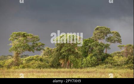 Dark storm clouds over a group of trees in Pantanal Wetlands, Mato Grosso, Brazil Stock Photo