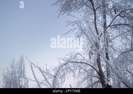 Closeup of the frost on the branches in winter Park, snow, sunset Stock Photo