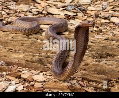 A high-resolution closeup photograph of a Cape Cobra (Naja nivea) Stock Photo