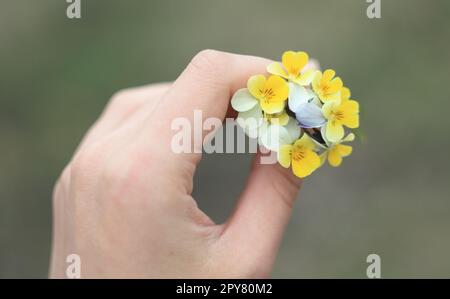 Close up yellow pansies concept photo Stock Photo