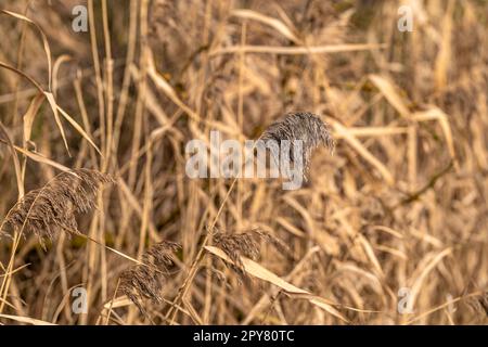 dry grass in the field, background with copy space Stock Photo