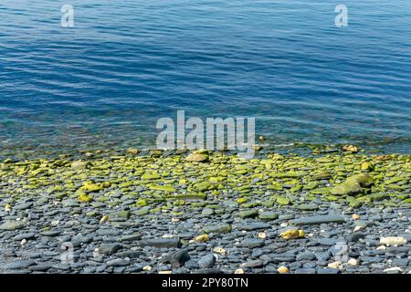 Black slate pebbles with green moss on a beach. Nature abstract on Luing island, Argyll, Scotland UK Stock Photo